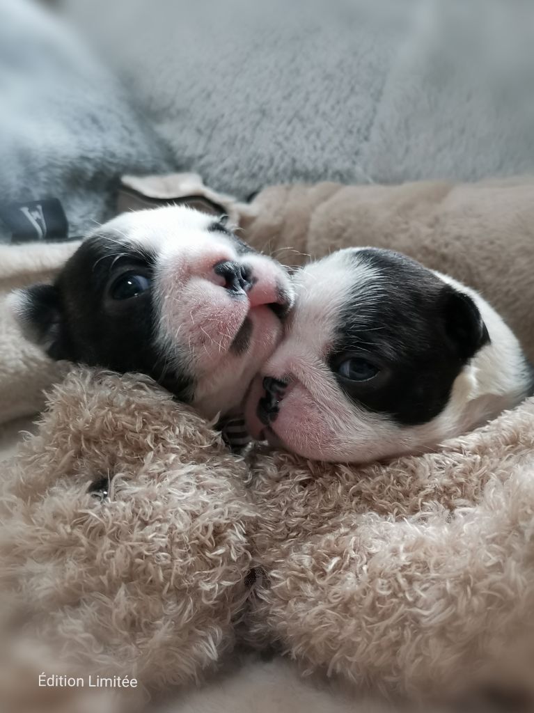 chiot Boston Terrier Edition Limitee
