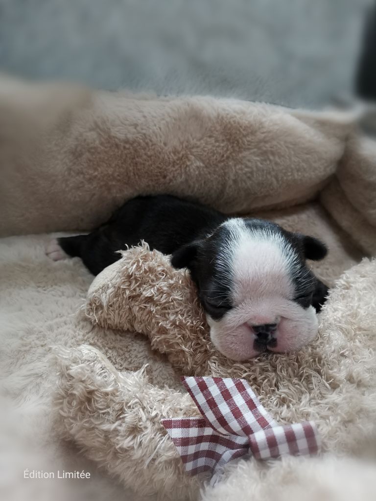 Edition Limitee - Chiots disponibles - Boston Terrier