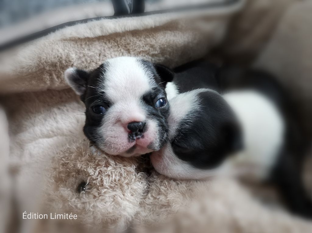 Edition Limitee - Chiots disponibles - Boston Terrier