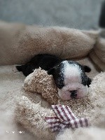 CHIOT
