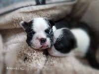 CHIOT